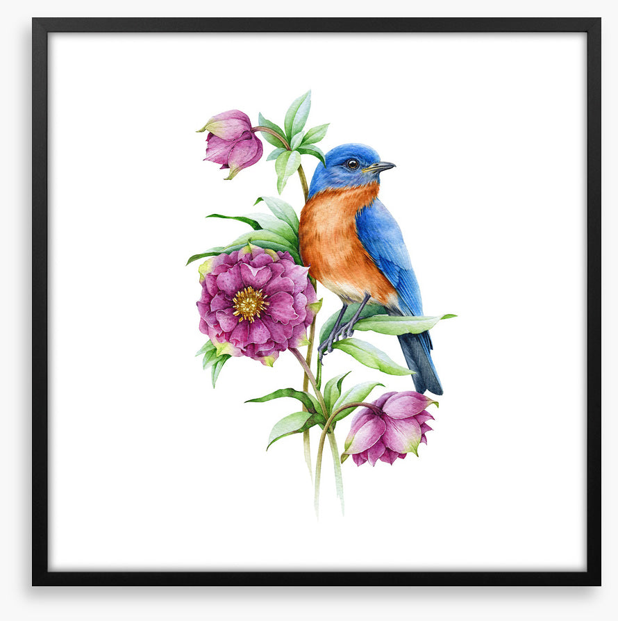 Birds