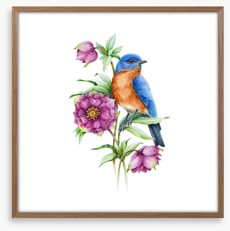 Birds