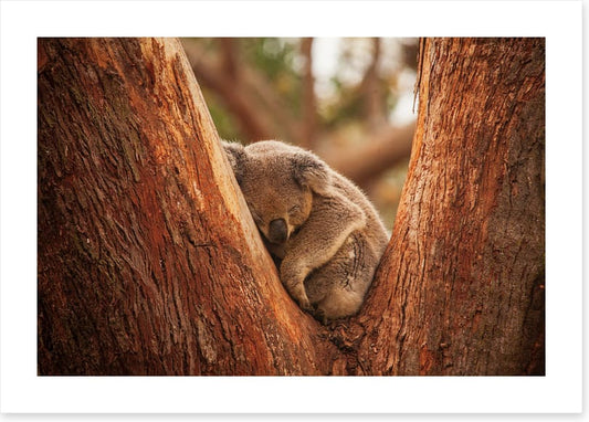 Snuggled in