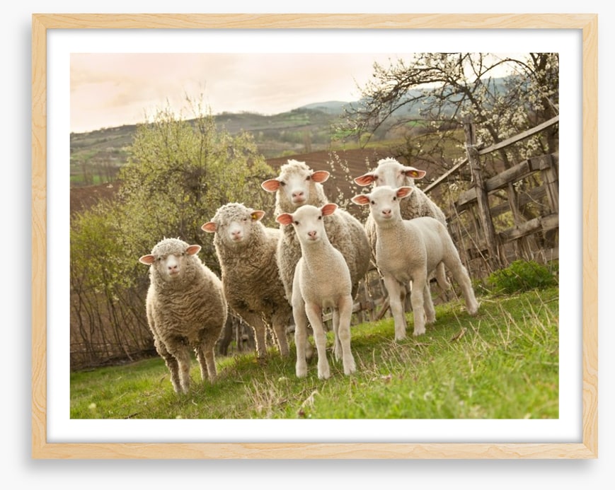 On pasture