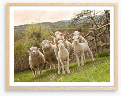 On pasture