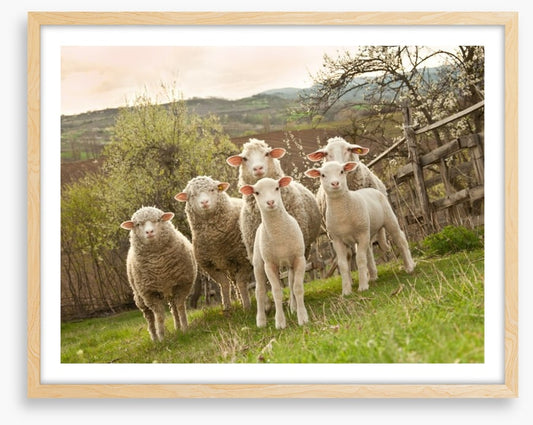 On pasture
