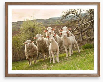 On pasture