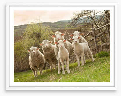 On pasture