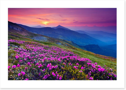 Mountain meadow sunrise