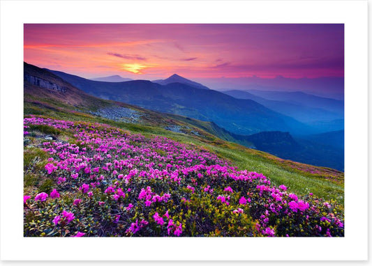 Mountain meadow sunrise
