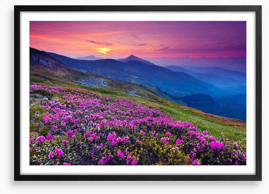 Mountain meadow sunrise