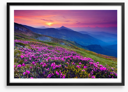 Mountain meadow sunrise