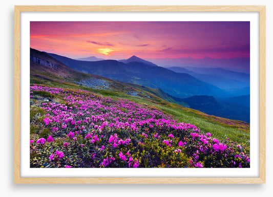 Mountain meadow sunrise