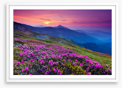 Mountain meadow sunrise