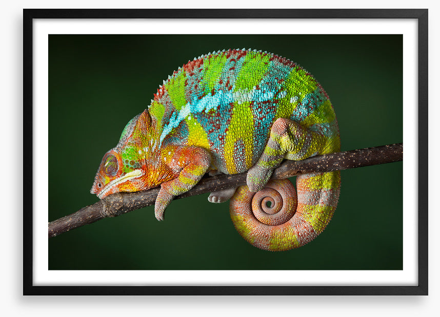 Chameleon snooze