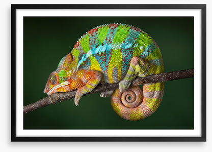 Chameleon snooze
