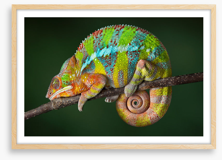 Chameleon snooze