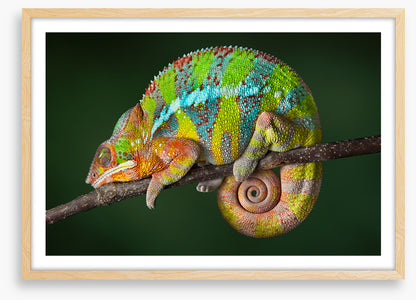 Chameleon snooze