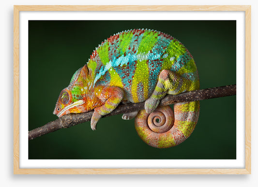 Chameleon snooze