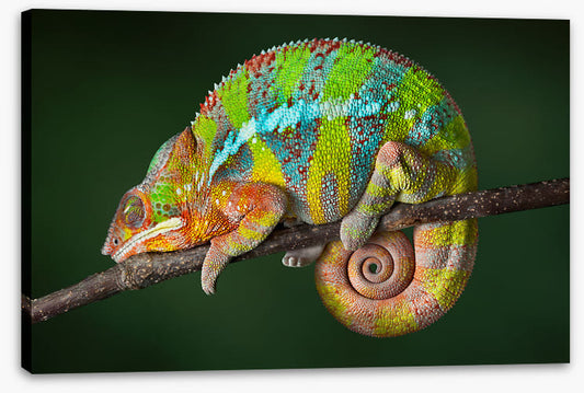 Chameleon snooze