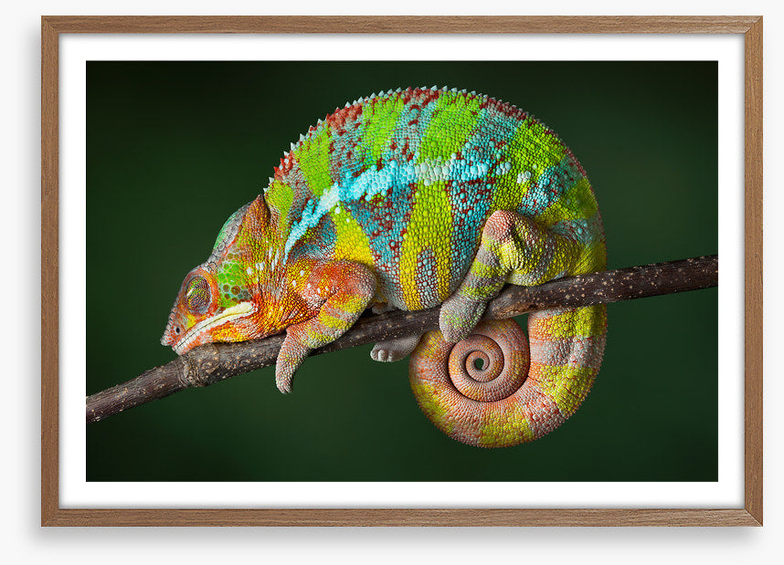 Chameleon snooze