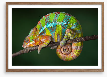 Chameleon snooze