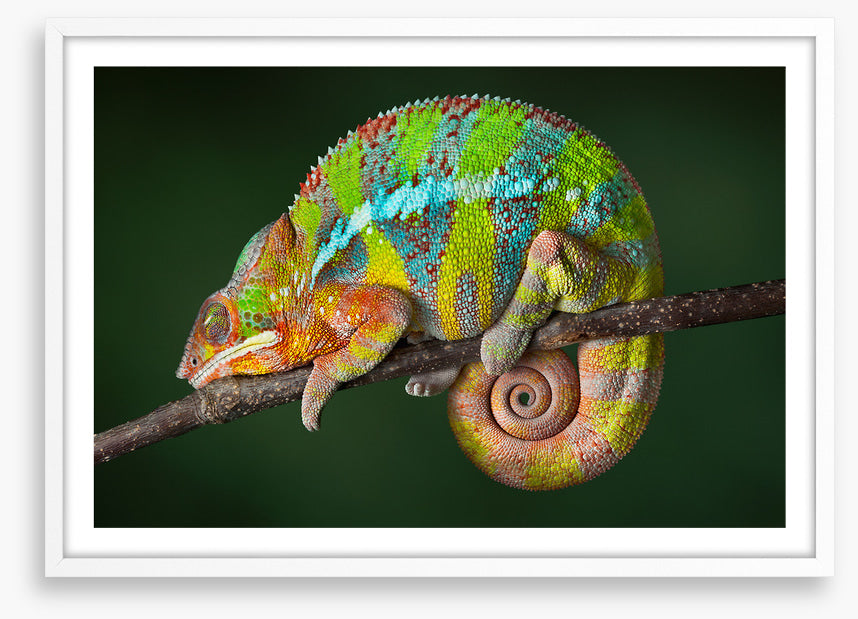 Chameleon snooze