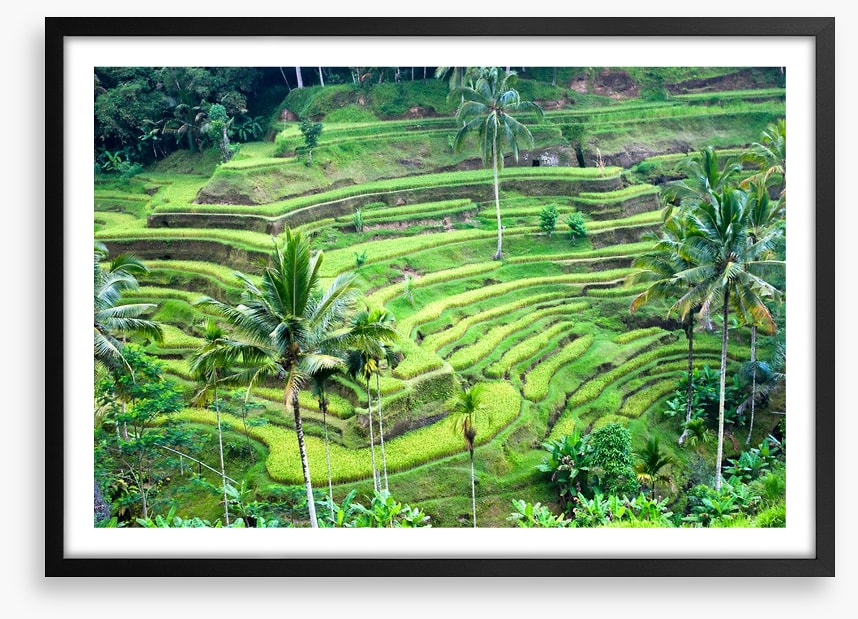 Rice terrace paddy, Bali