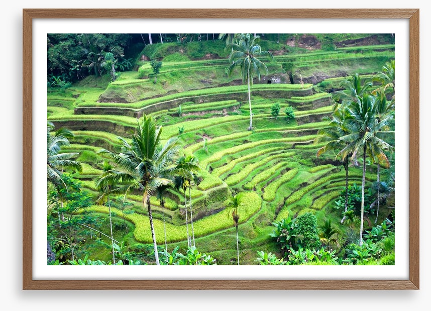 Rice terrace paddy, Bali