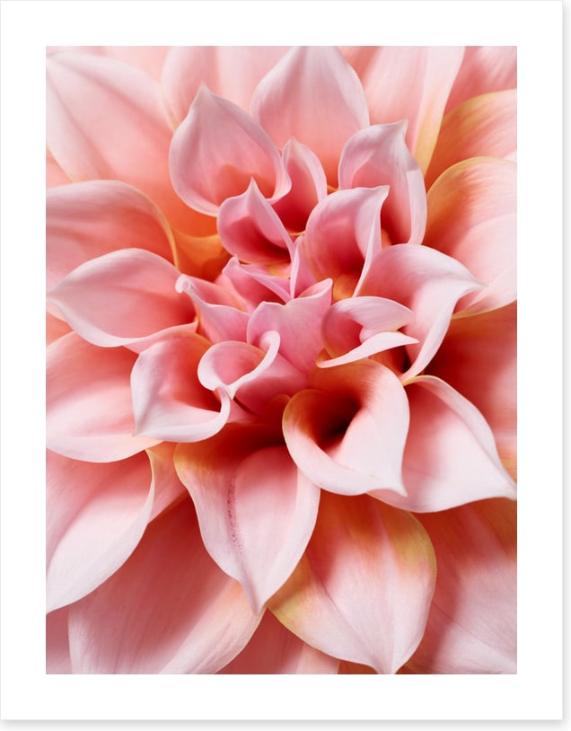 Hello dahlia