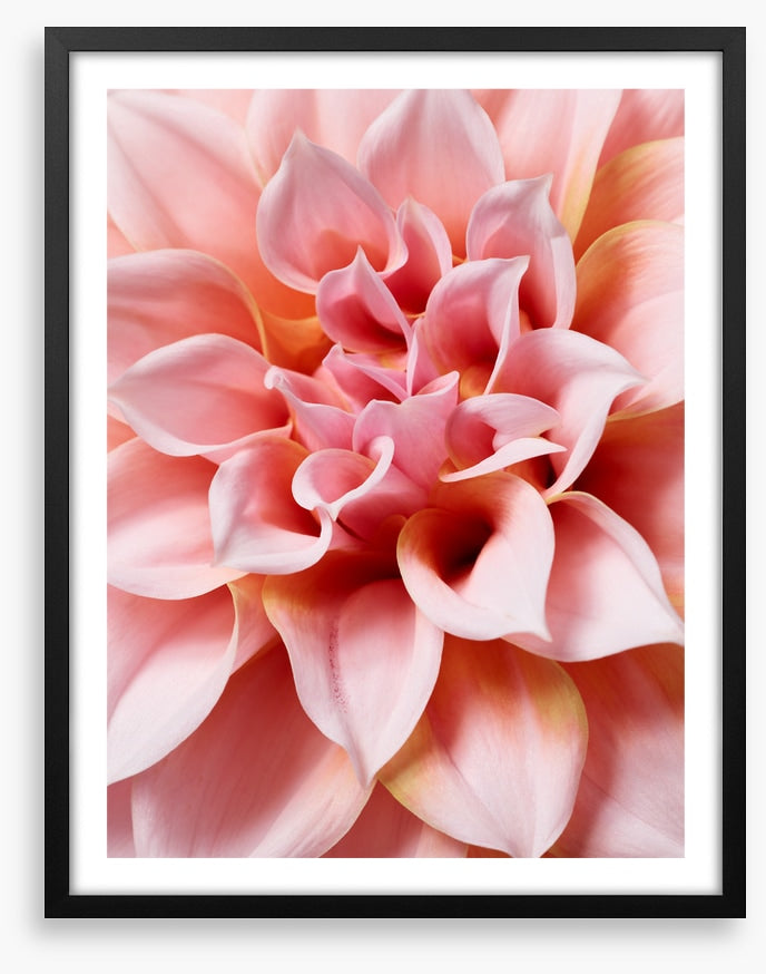 Hello dahlia