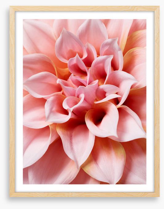 Hello dahlia