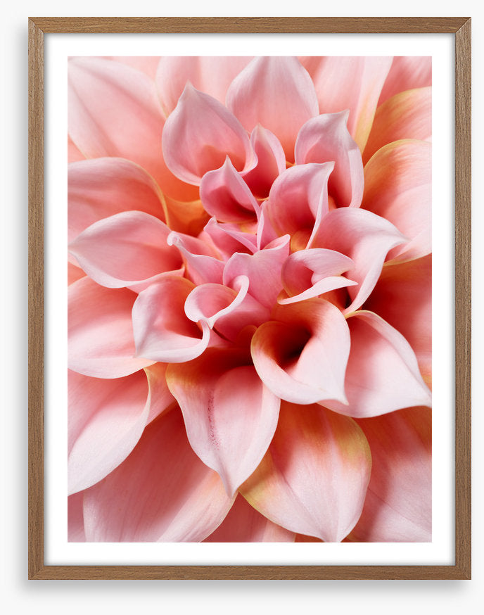 Hello dahlia