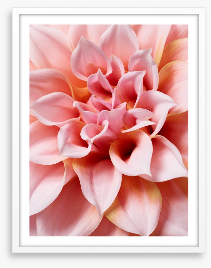 Hello dahlia
