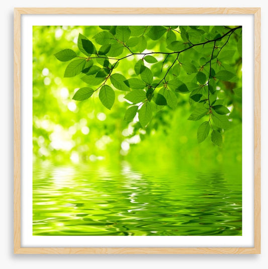 Viridian reflections
