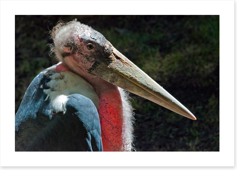 Marabou stork