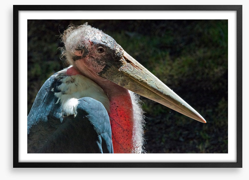 Marabou stork