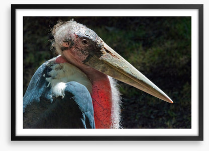 Marabou stork