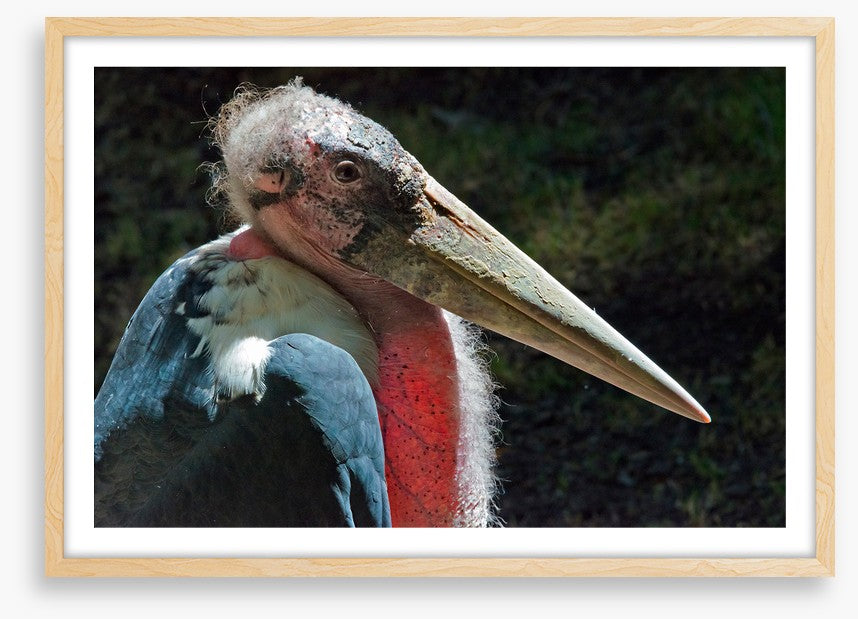 Marabou stork