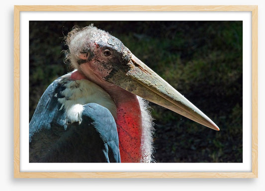 Marabou stork