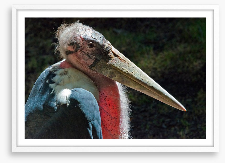 Marabou stork