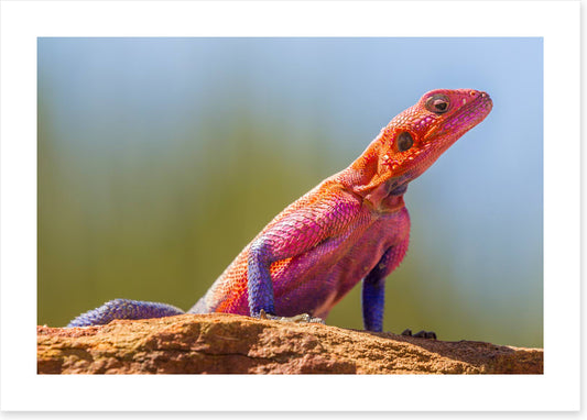 Agama lizard