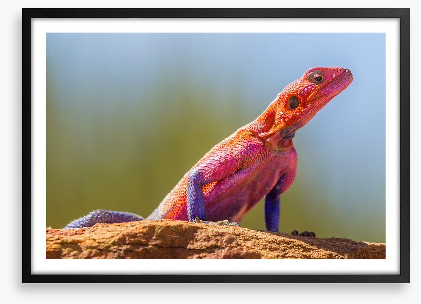 Agama lizard