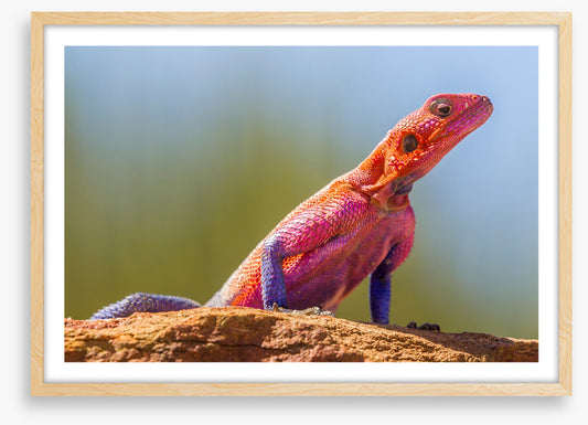 Agama lizard