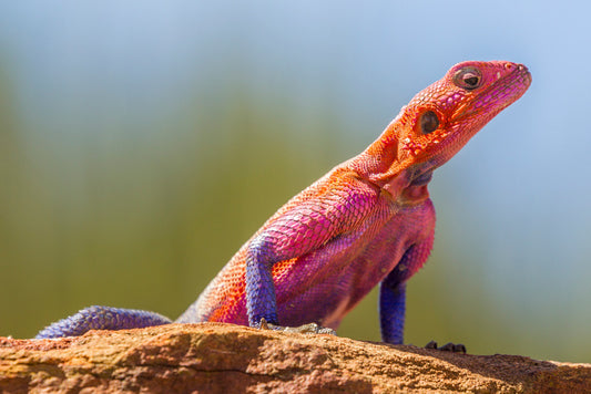 Agama lizard
