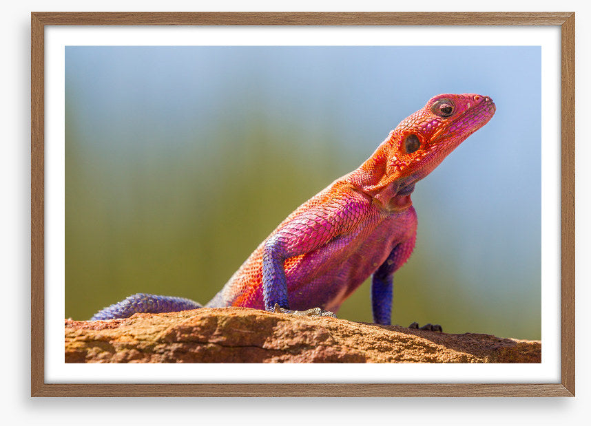 Agama lizard