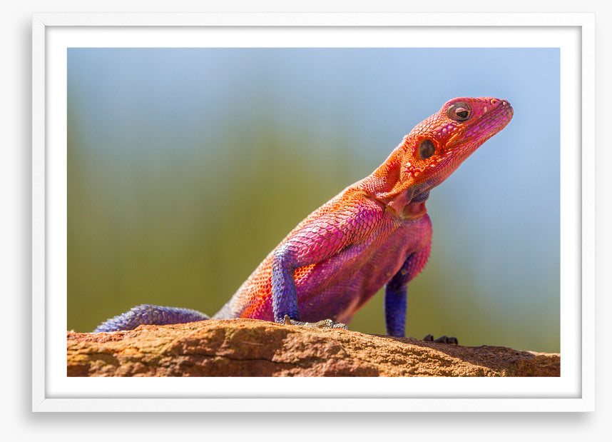 Agama lizard