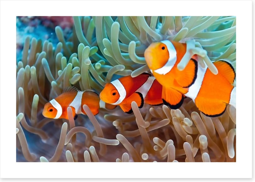Clownfish in the coral