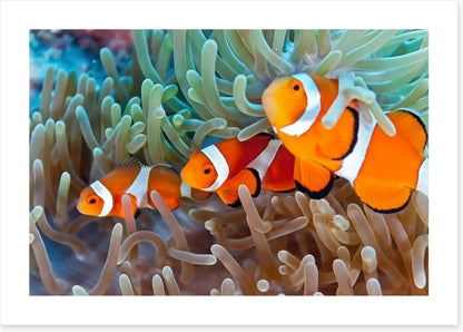 Clownfish in the coral