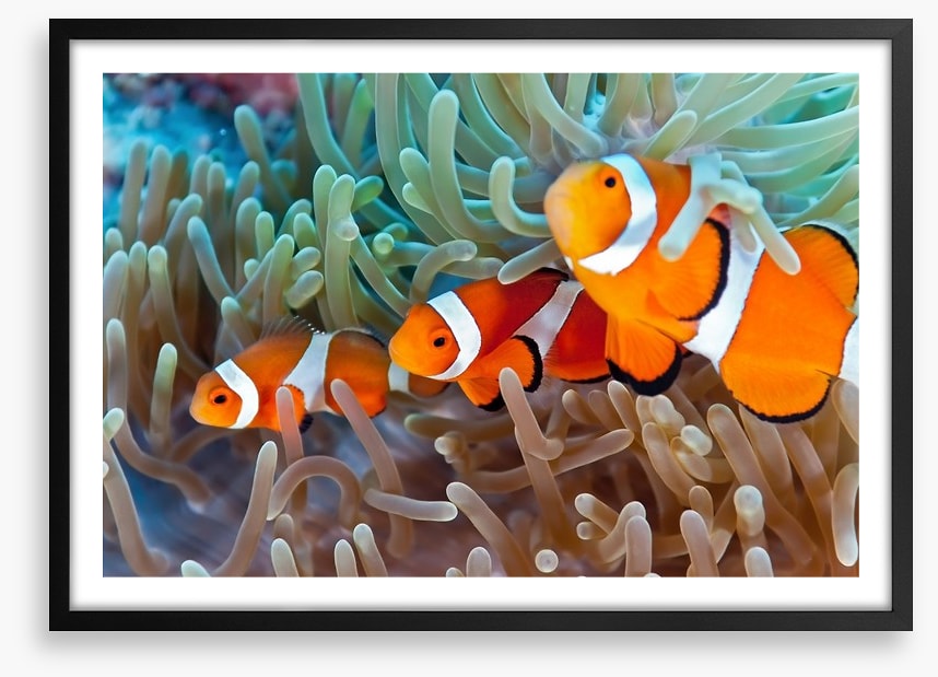 Clownfish in the coral