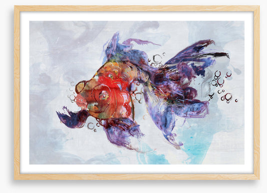 Red fish swim