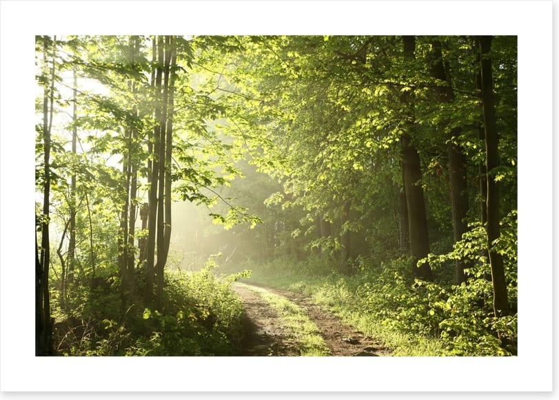 Road towards dawn