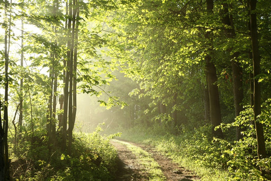 Road towards dawn