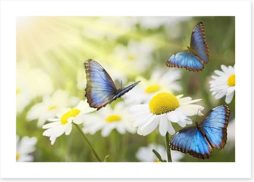 Daisy blue butterflies
